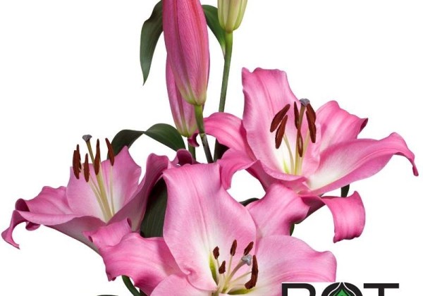 Lilium OT Brusago
