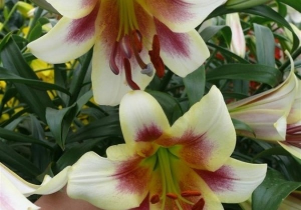 Lilium OT Passion Moon