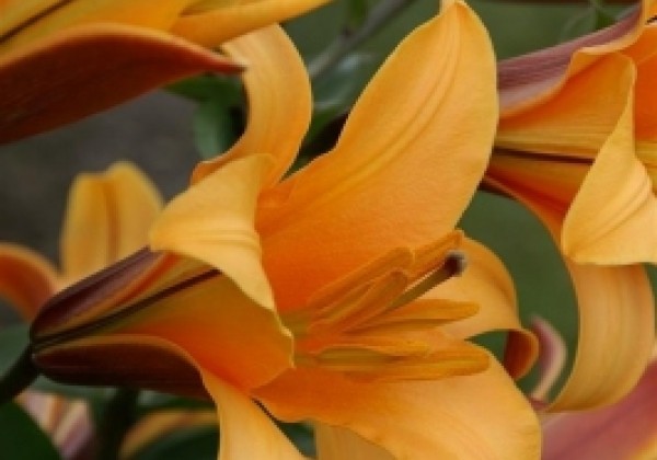 Lilium tigrinum Orange Planet