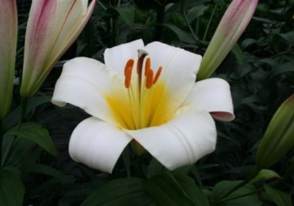 Lilium tigrinum White Planet