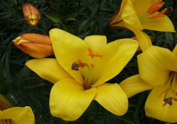 Lilium tigrinum Yellow Planet