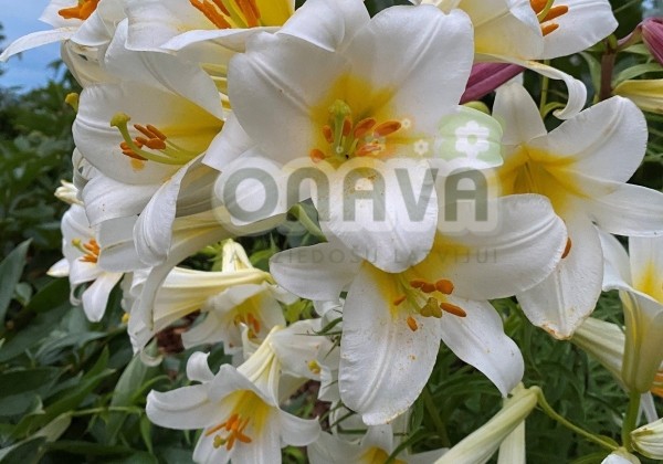 Lilium regale album