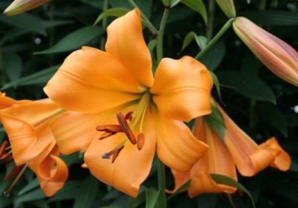 Lilium tigrinum African Queen