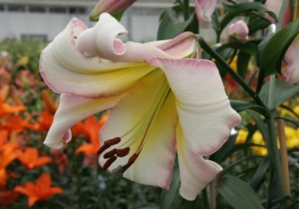 Lilium OT Beijing Moon
