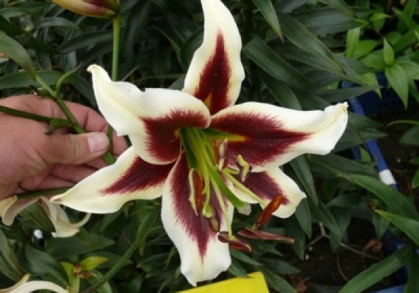 Lilium OT Beverly Dreams