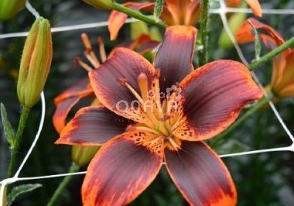Lilium AZ Forever Susan