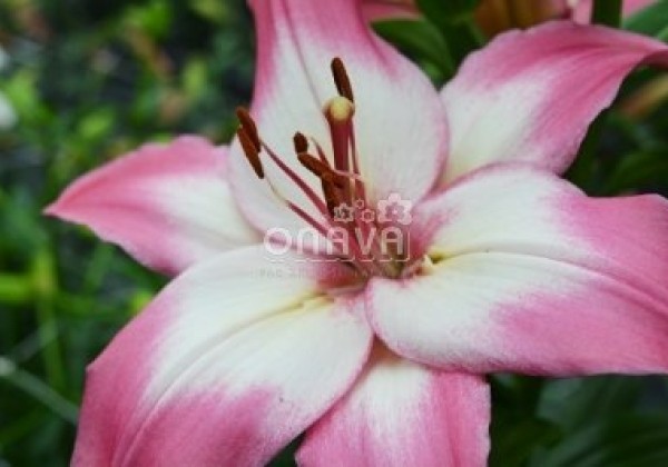 Lilium AZ Levi