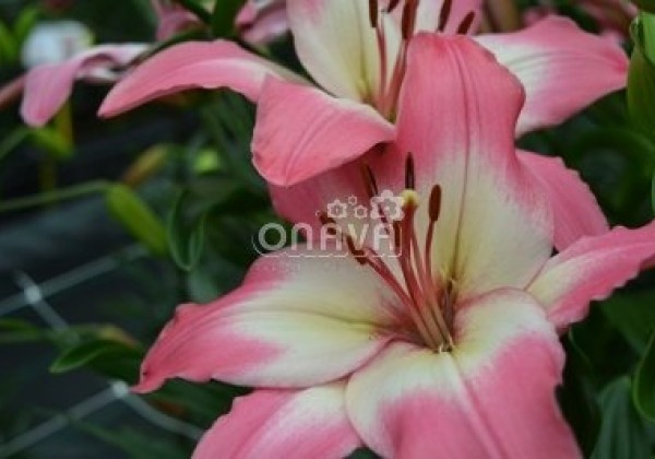 Lilium AZ Levi