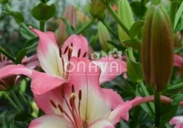 Lilium AZ Levi