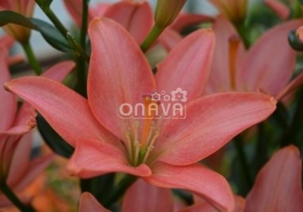 Lilium AZ Little Kiss