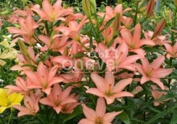 Lilium AZ Little Kiss