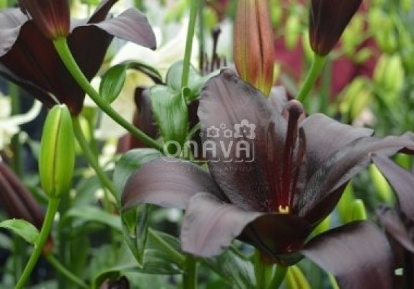 Lilium AZ Nightrider