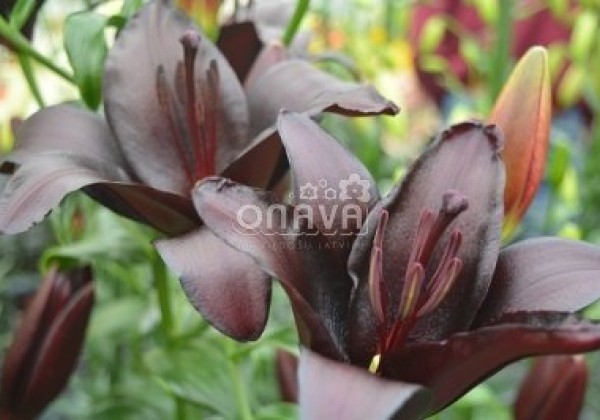 Lilium AZ Nightrider