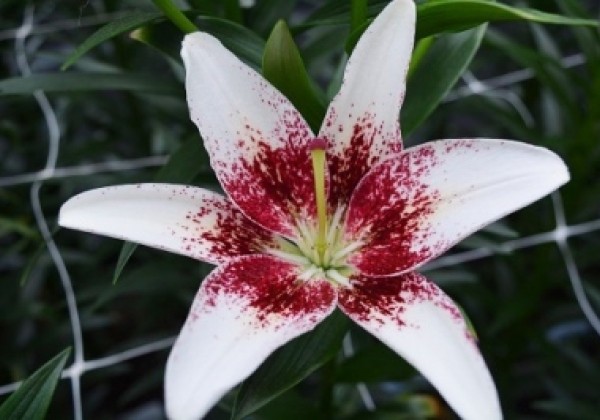 Lilium AZ Tribal Kiss