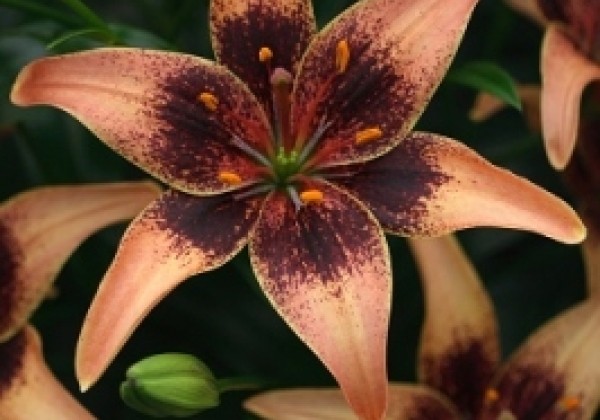 Lilium AZ Whistler