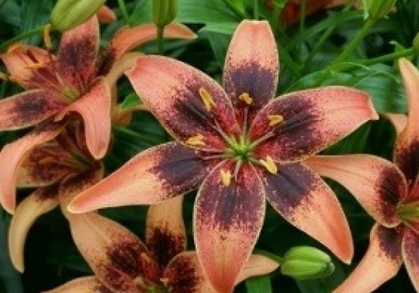 Lilium AZ Whistler