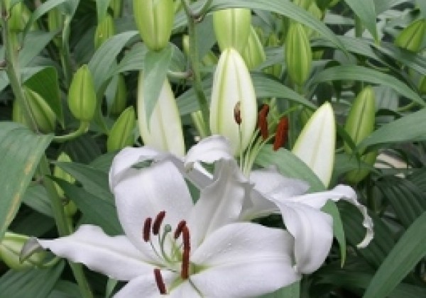 Lilium OR Mount Aspiring