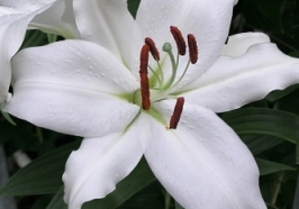 Lilium OR Mount Aspiring