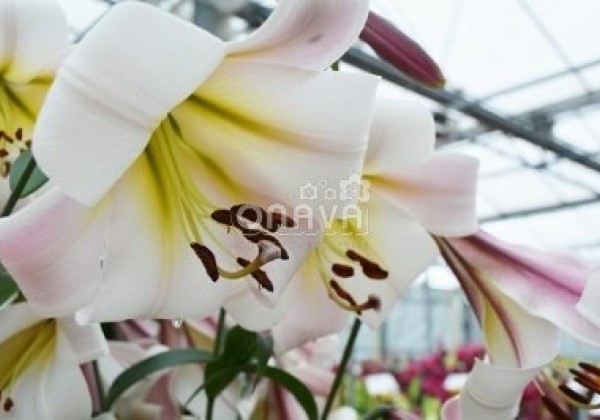 Lilium OT Eastern Moon