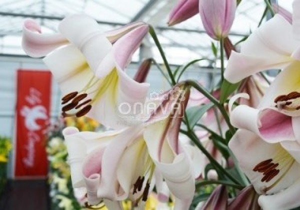 Lilium OT Eastern Moon