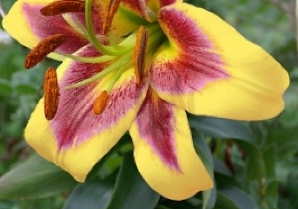 Lilium OT Robert Swanson