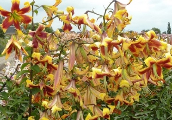 Lilium OT Robert Swanson
