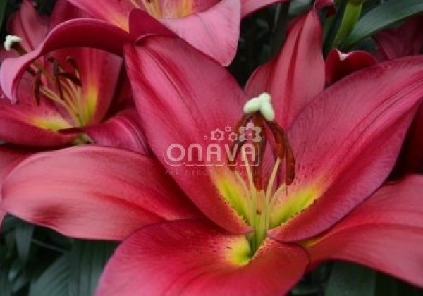 Lilium OT Touchstone