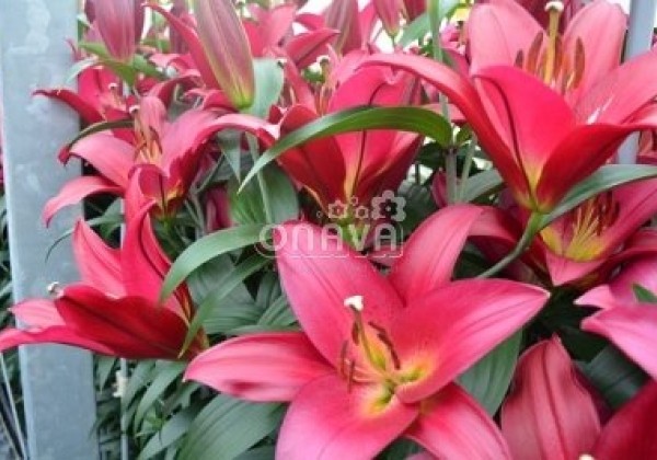 Lilium OT Touchstone