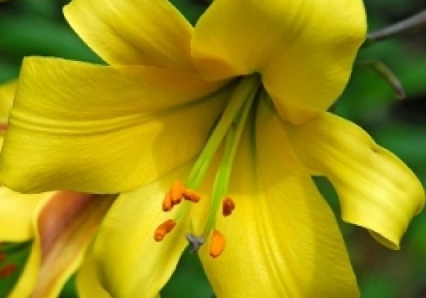 Lilium tigrinum Golden Splendour