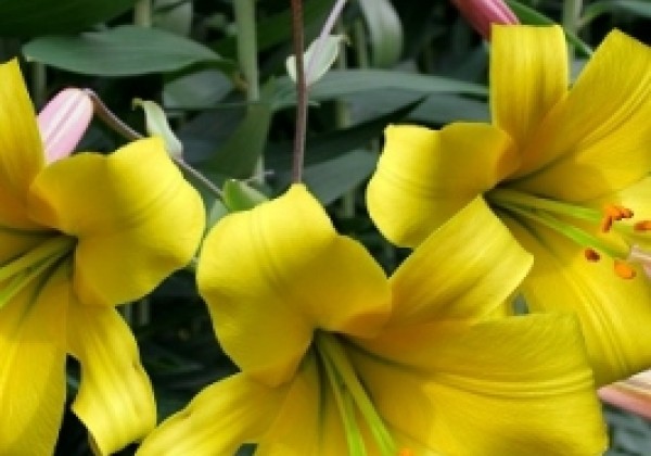 Lilium tigrinum Golden Splendour