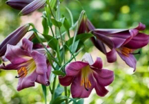 Lilium tigrinum Pink Perfection