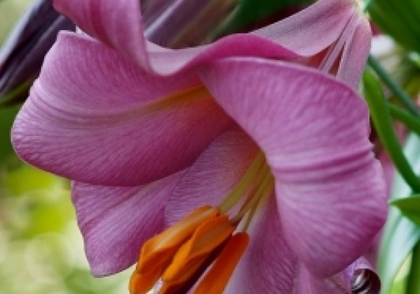 Lilium tigrinum Pink Perfection