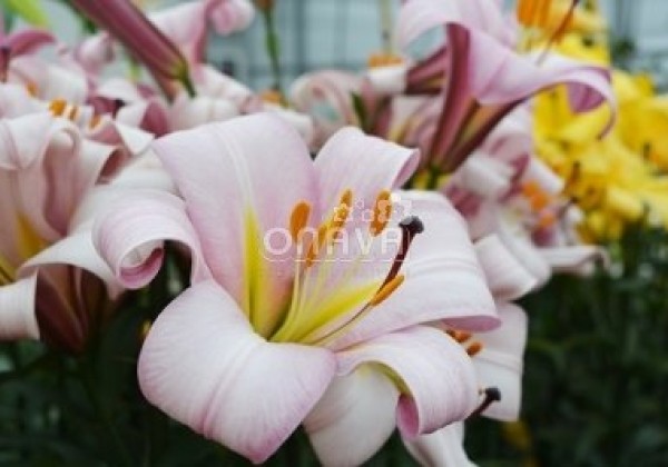 Lilium tigrinum Pink Planet