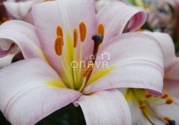 Lilium tigrinum Pink Planet