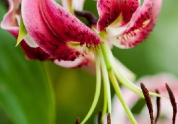 Lilium tigrinum Black Beauty