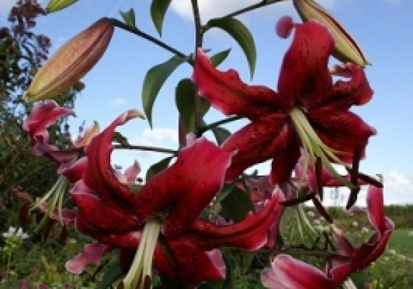 Lilium OT Miss Feya