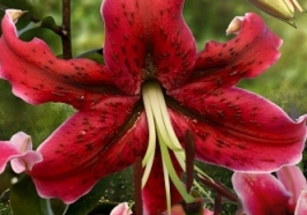 Lilium OT Miss Feya