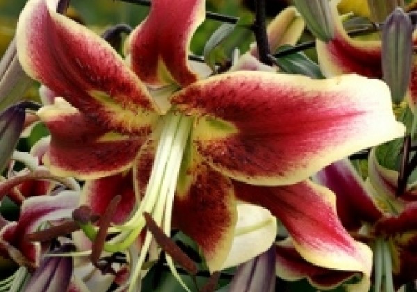 Lilium tigrinum Scheherazade