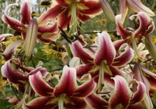 Lilium tigrinum Scheherazade