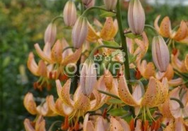 Lilium MA Guinea Gold