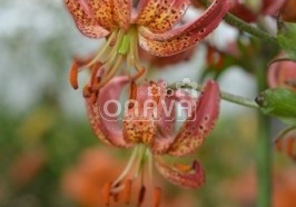 Lilium MA Manitoba Morning