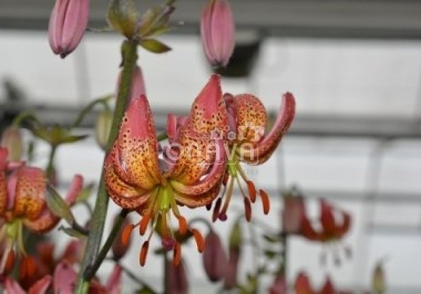 Lilium MA Manitoba Morning