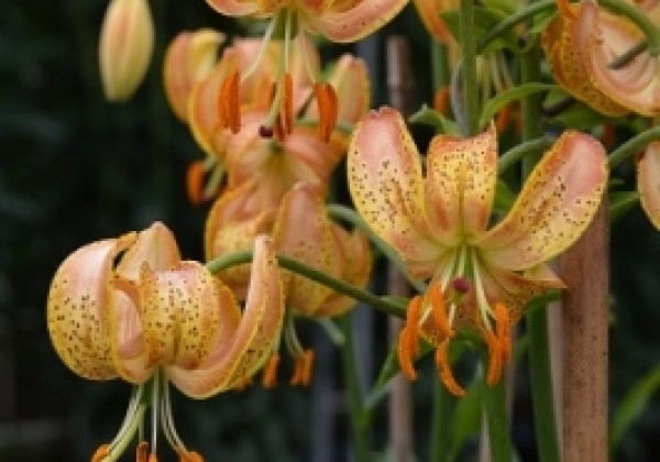 Lilium MA Peppard Gold