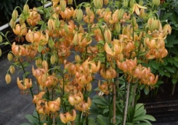 Lilium MA Peppard Gold