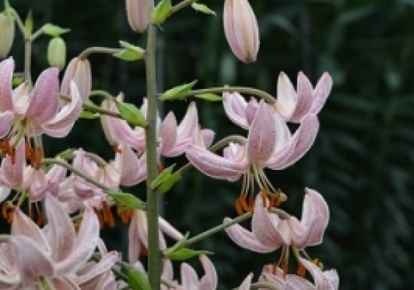 Lilium MA Pink Morning