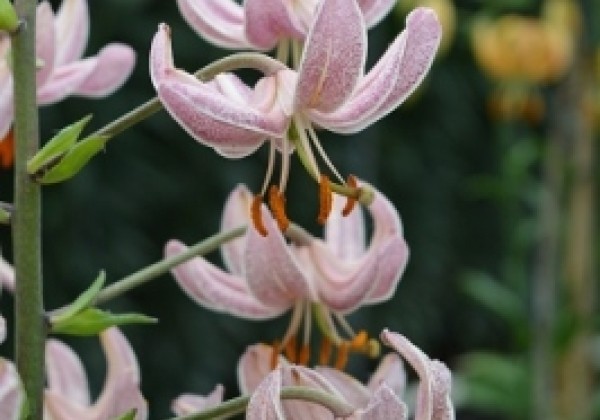 Lilium MA Pink Morning