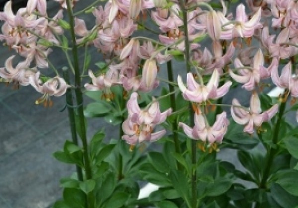 Lilium MA Pink Morning