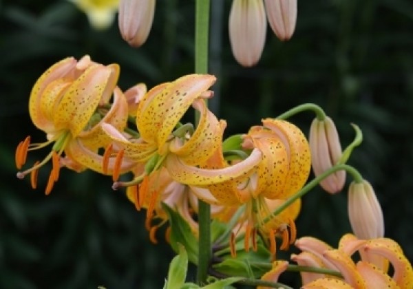 Lilium MA Terrace City