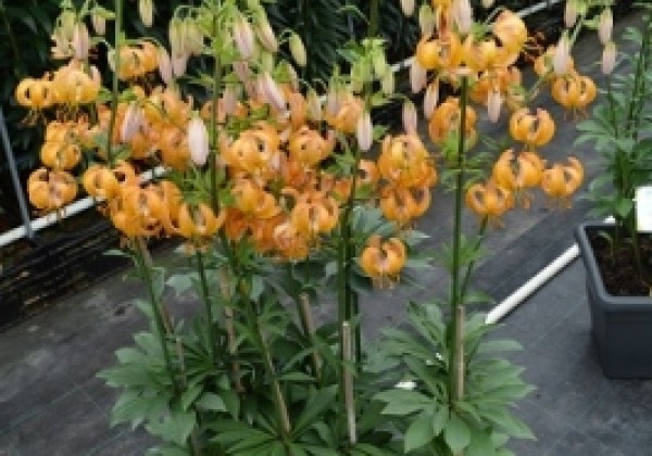 Lilium MA Terrace City