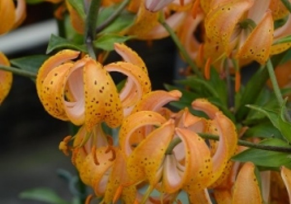 Lilium MA Terrace City